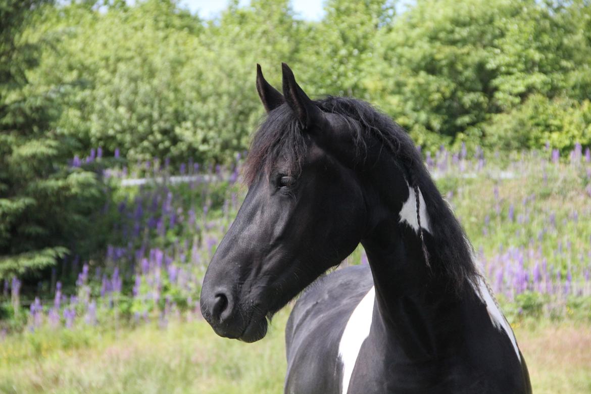 Tobiano Friesian (H-C Horses) Barbara von R billede 1