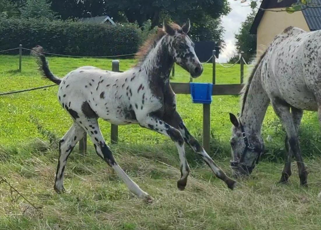 Knabstrupper Cassiopeia N billede 21