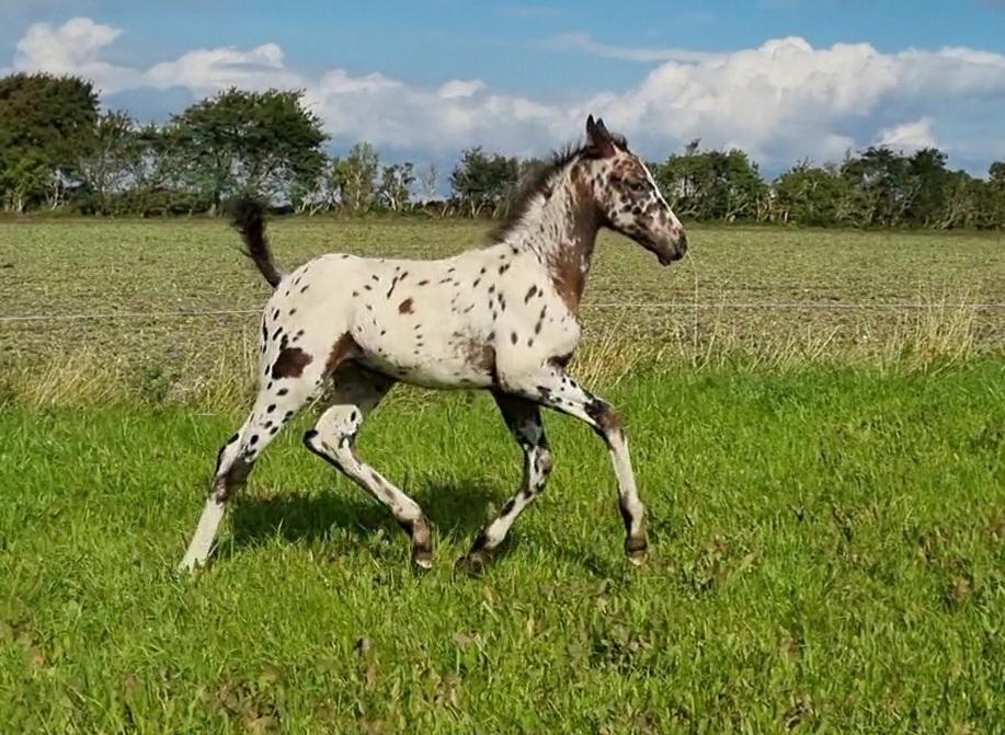 Knabstrupper Cassiopeia N billede 14