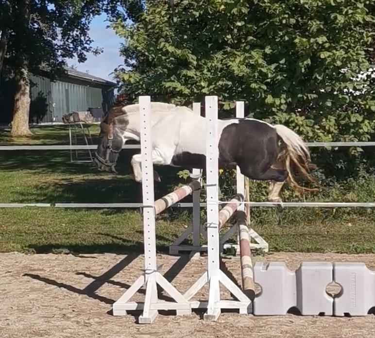 Pinto Dixie ( RIP d 23/2-24) billede 10