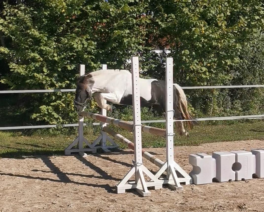 Pinto Dixie ( RIP d 23/2-24) billede 16