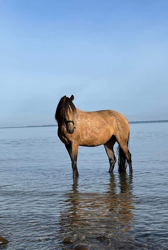 Cruzado Athena - Athena´s første tur på stranden. Min smukke prinsesse billede 11