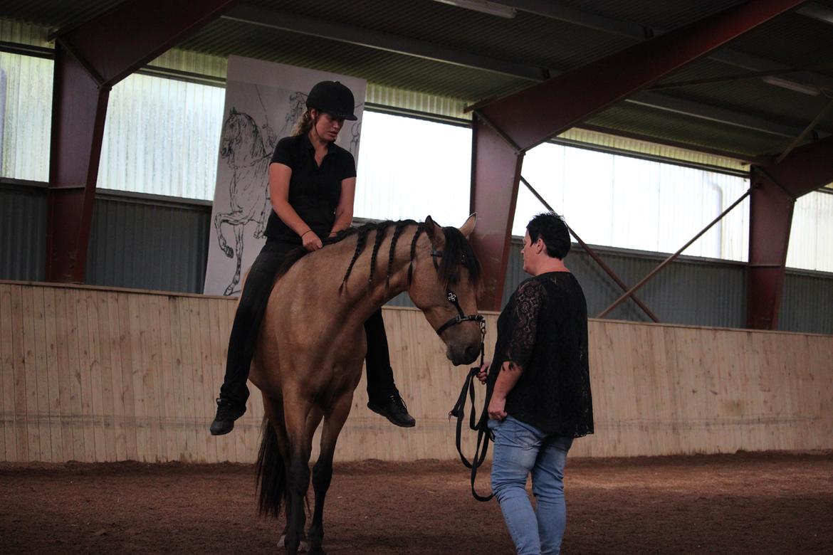 Cruzado Athena - Første gang på kursus og første gang med rytter. min pippi hest billede 15