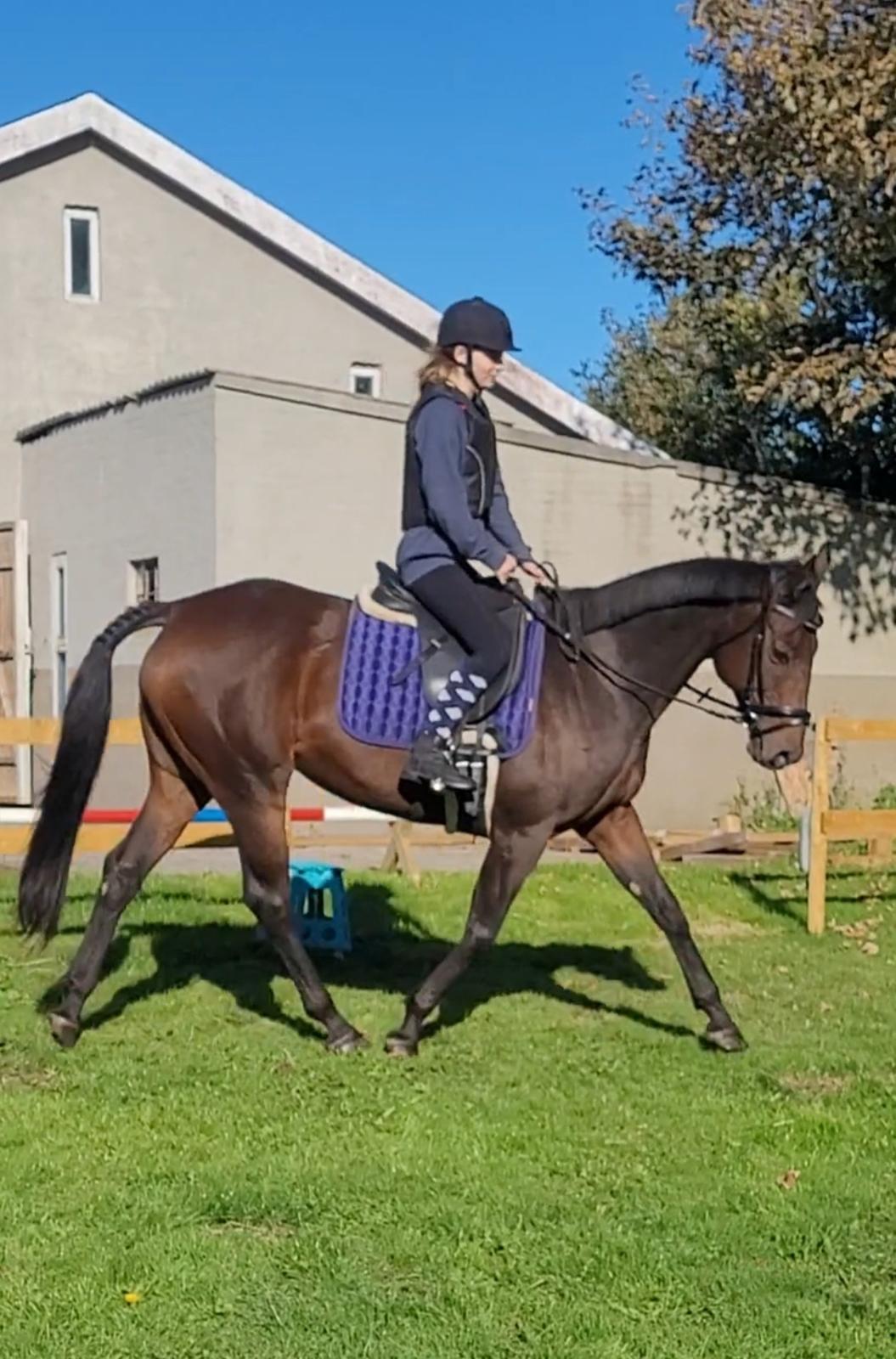 Fuldblod (XX) Ametyst (Tysse) - Første ridetur hjemme billede 13