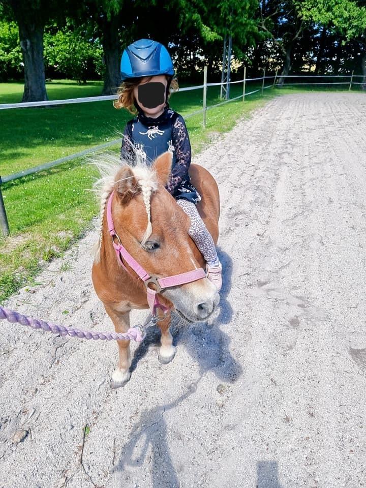 Shetlænder I Bella [Tilde - Lånepony] billede 7