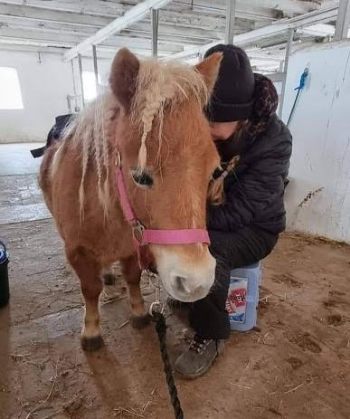 Shetlænder I Bella [Tilde - Lånepony] billede 9