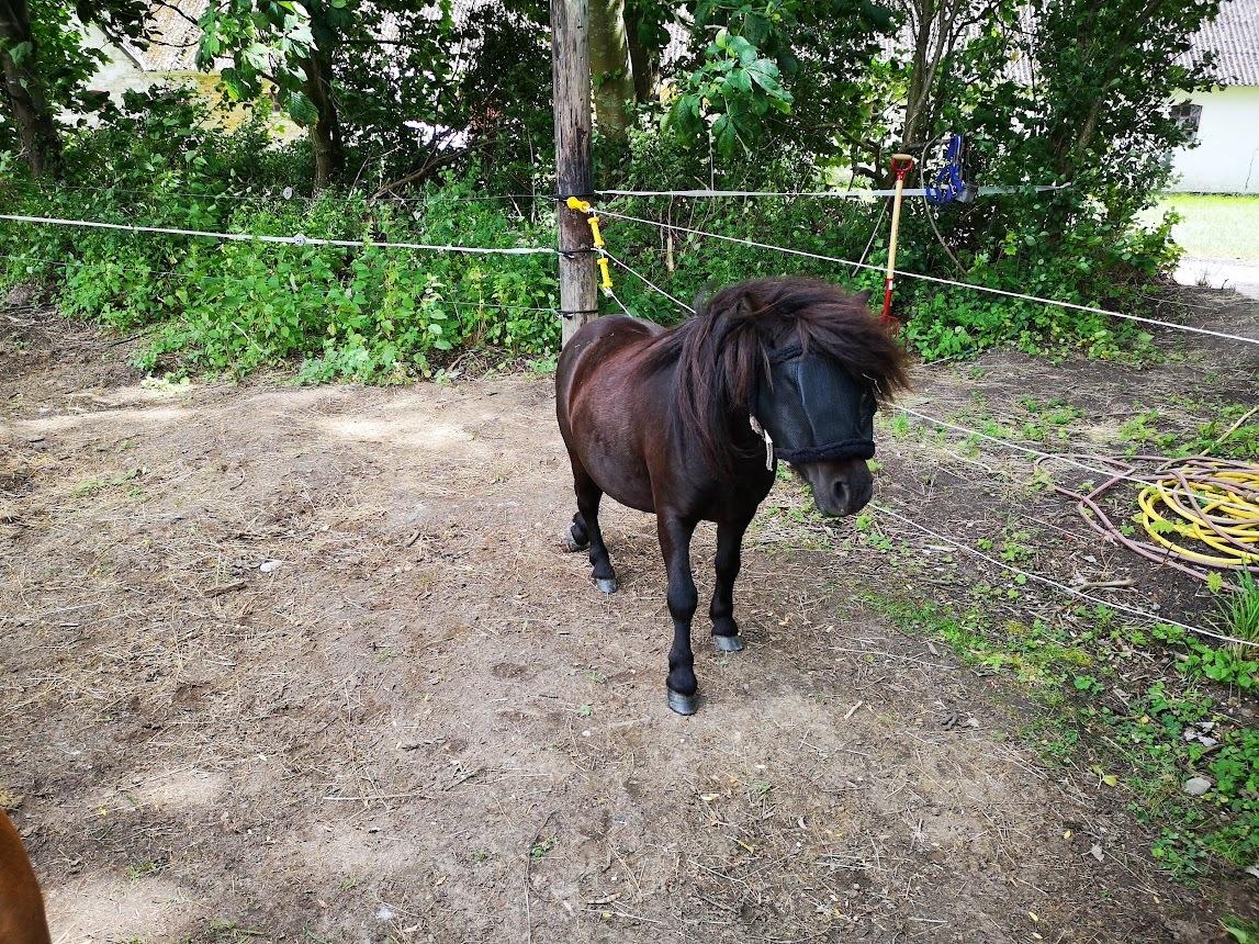 Anden særlig race I Silver [Gajol/Geo] billede 14