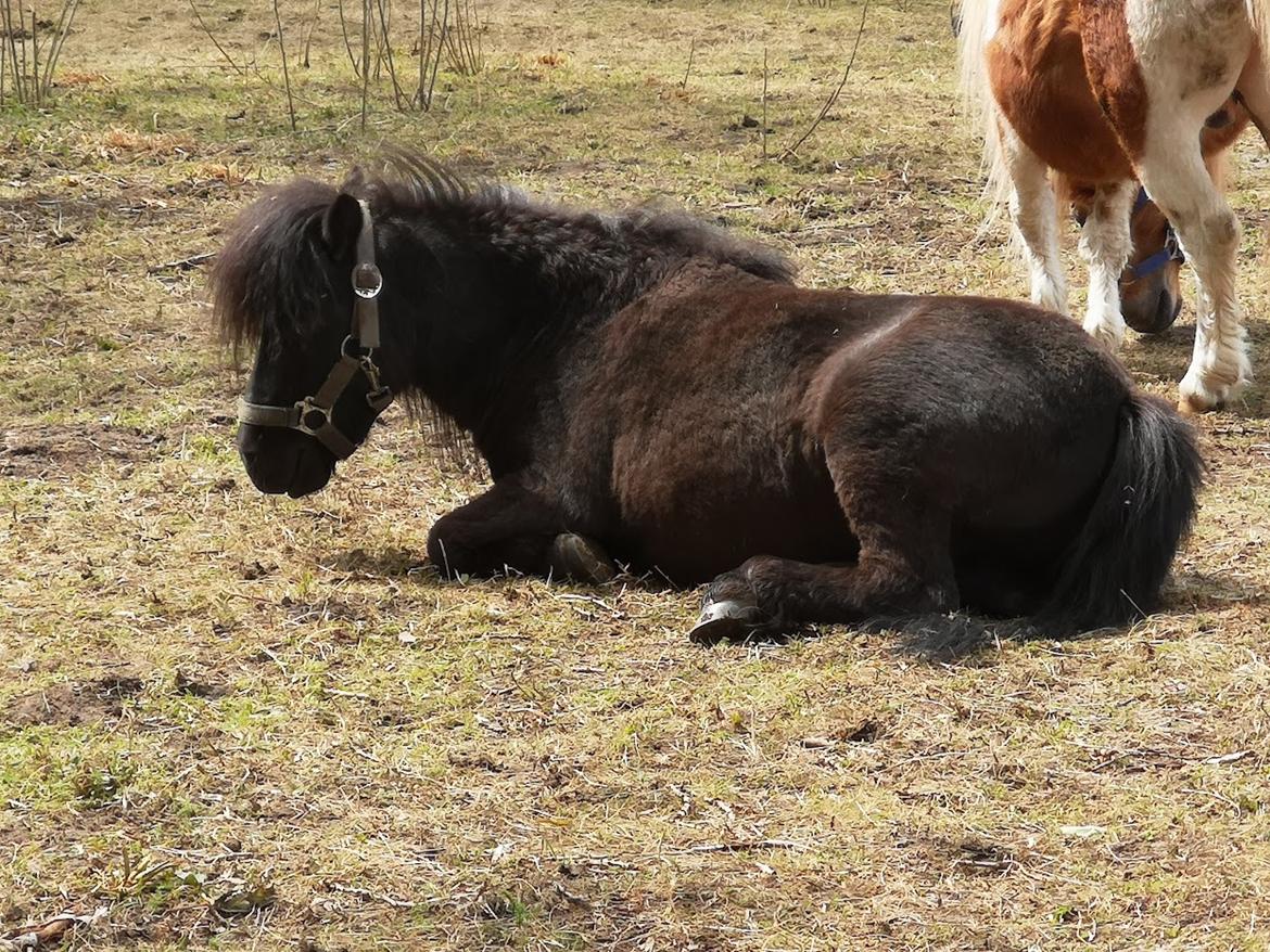 Anden særlig race I Silver [Gajol/Geo] billede 1