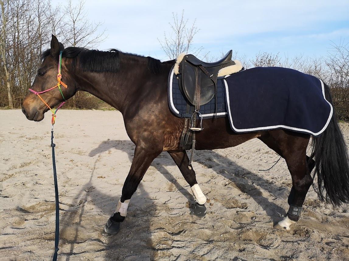 Dansk Varmblod I Ejerbækgaards Tenor billede 1