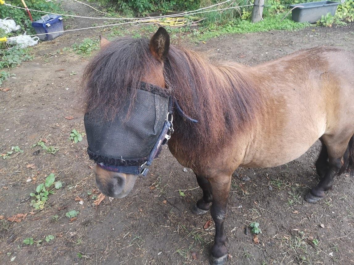 Shetlænder I Kildevælds Jamie billede 3