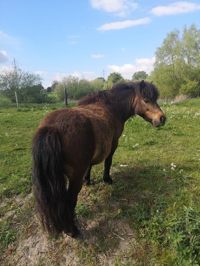 Shetlænder I Kildevælds Jamie billede 1