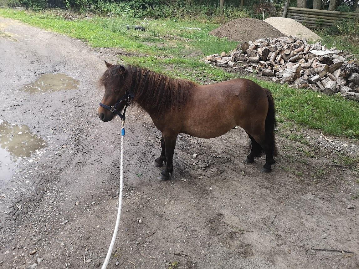 Shetlænder I Kildevælds Jamie billede 2