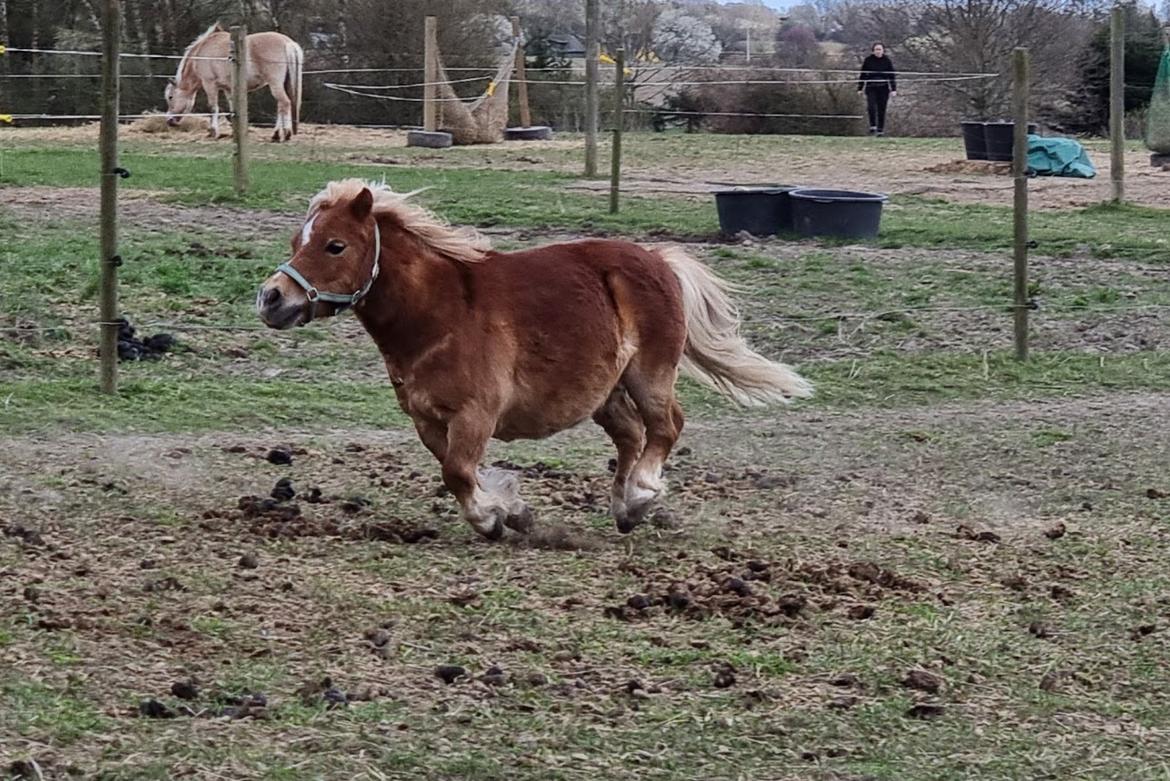 Shetlænder I Birk billede 12