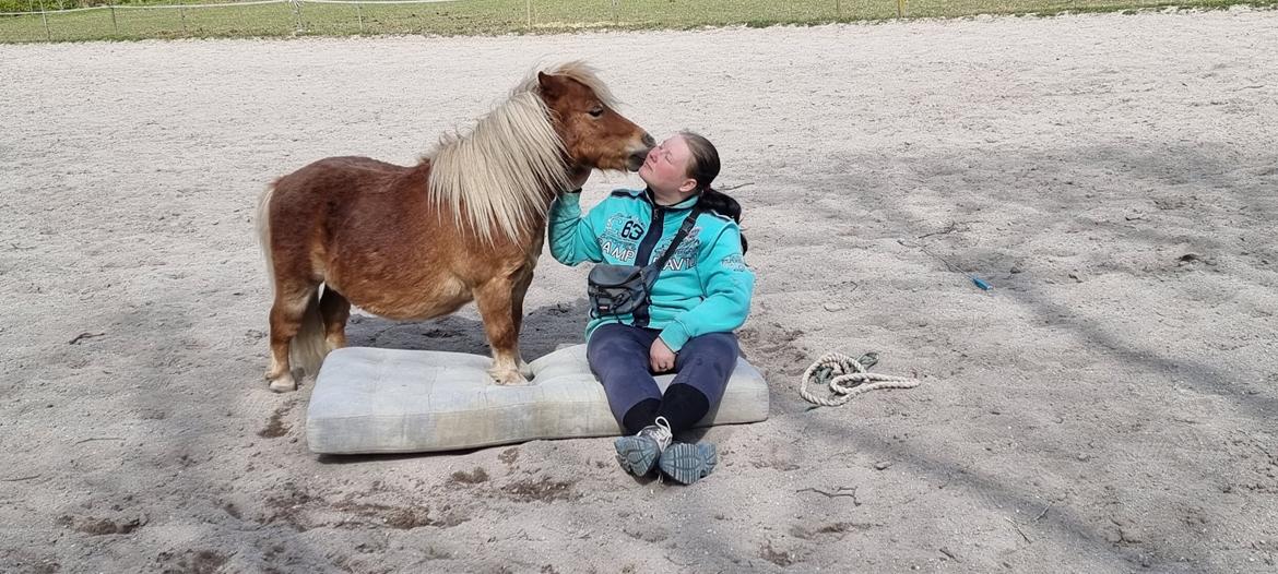 Shetlænder I Birk billede 1