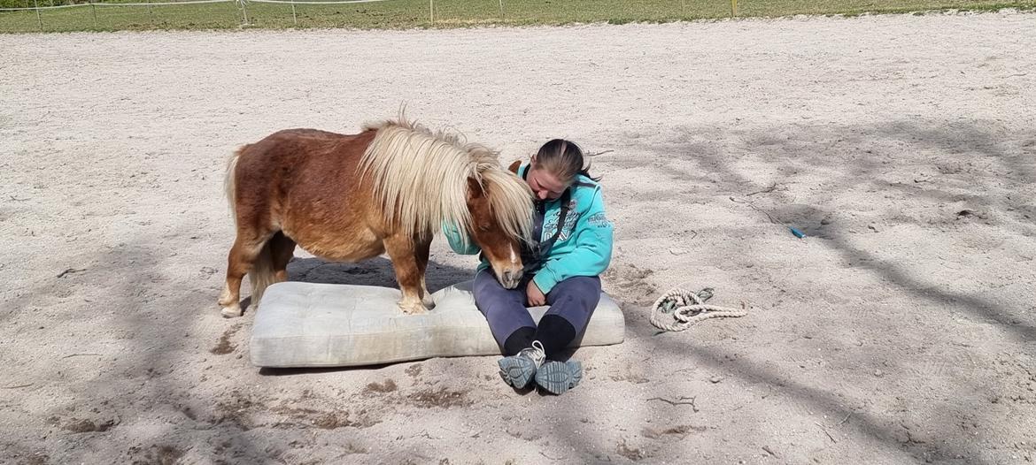 Shetlænder I Birk billede 8