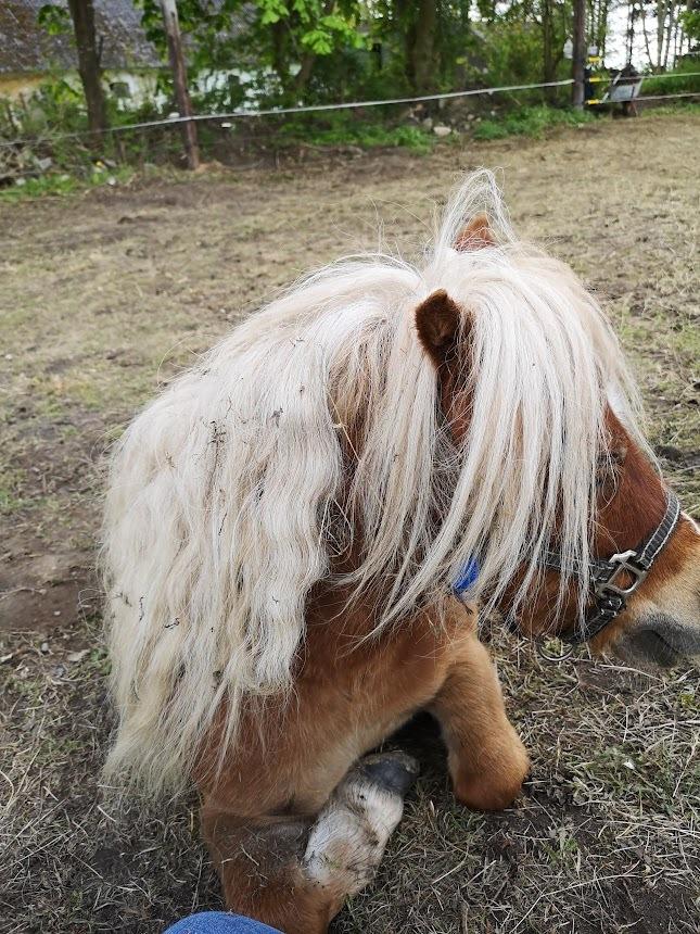 Shetlænder I Birk billede 14