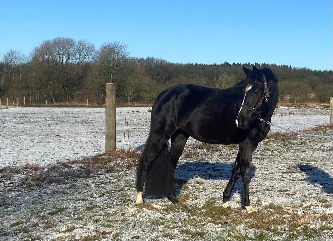 Dansk Varmblod Divine rose  - Foråret 2022 billede 13