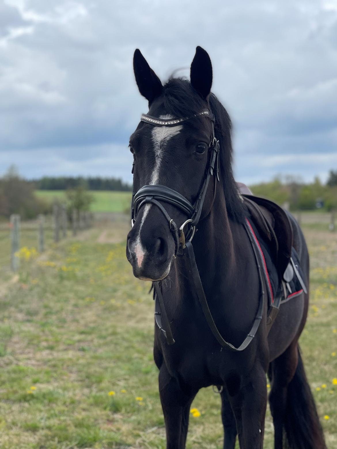 Dansk Varmblod Divine rose  billede 12