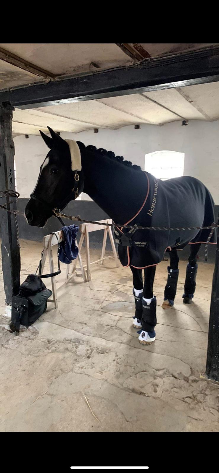 Dansk Varmblod Divine rose  billede 10