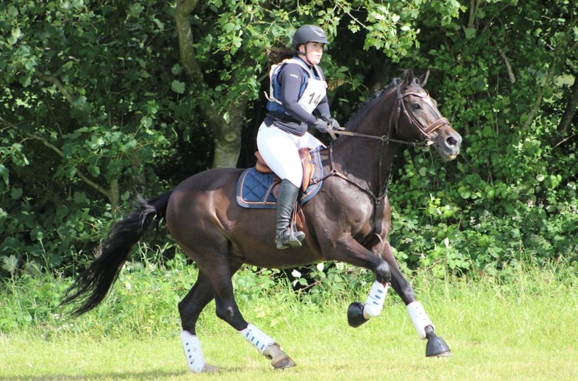 Dansk Varmblod Leana lyngkær billede 17