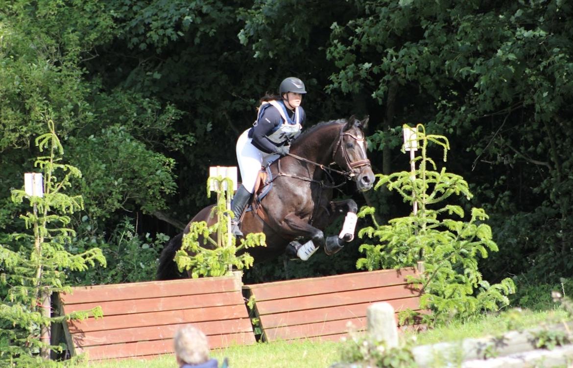 Dansk Varmblod Leana lyngkær billede 11