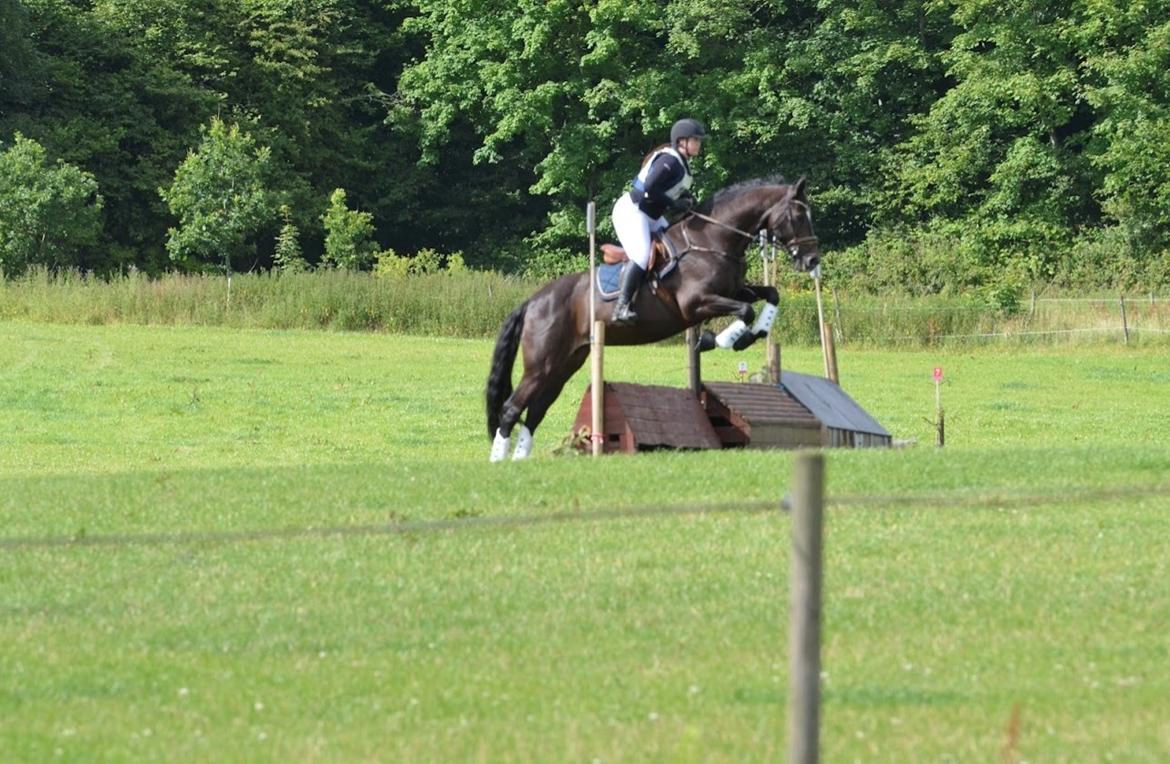 Dansk Varmblod Leana lyngkær billede 13