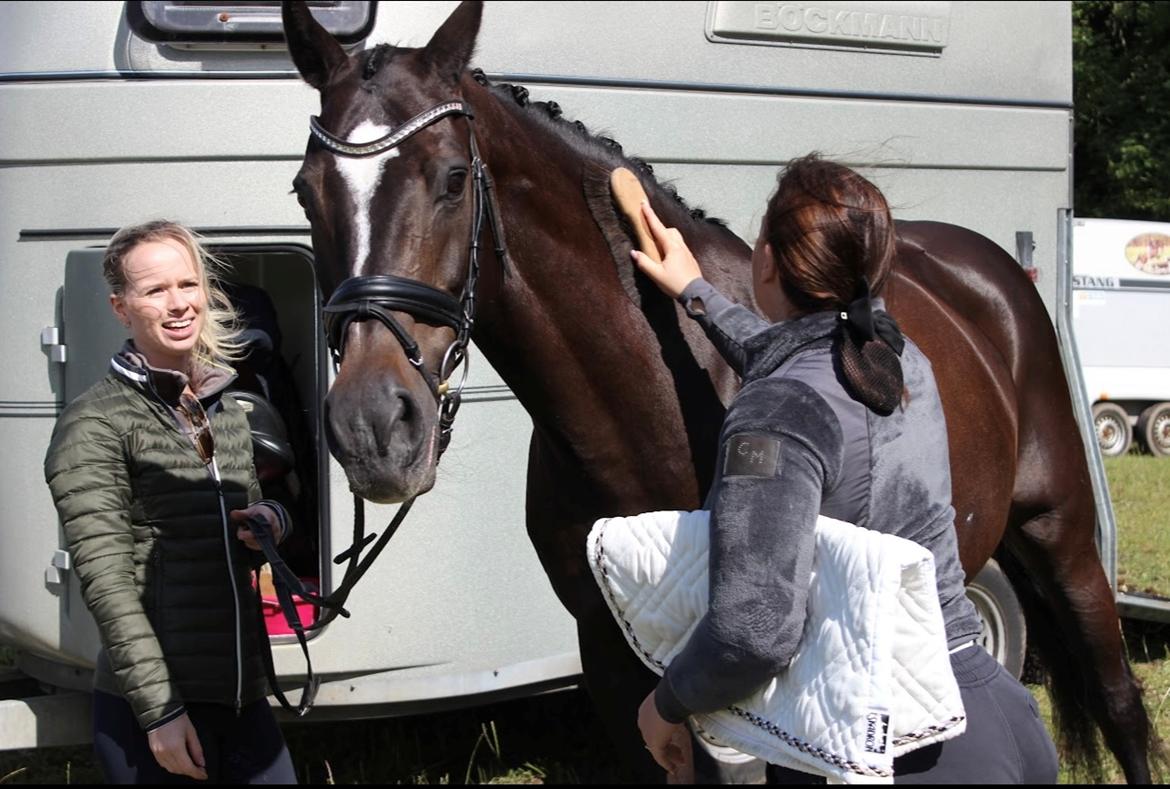 Dansk Varmblod Leana lyngkær billede 12