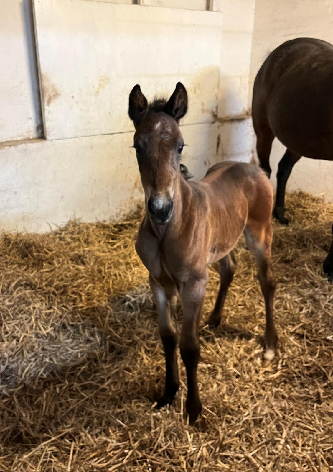 Traver LuciferMorningstar billede 1