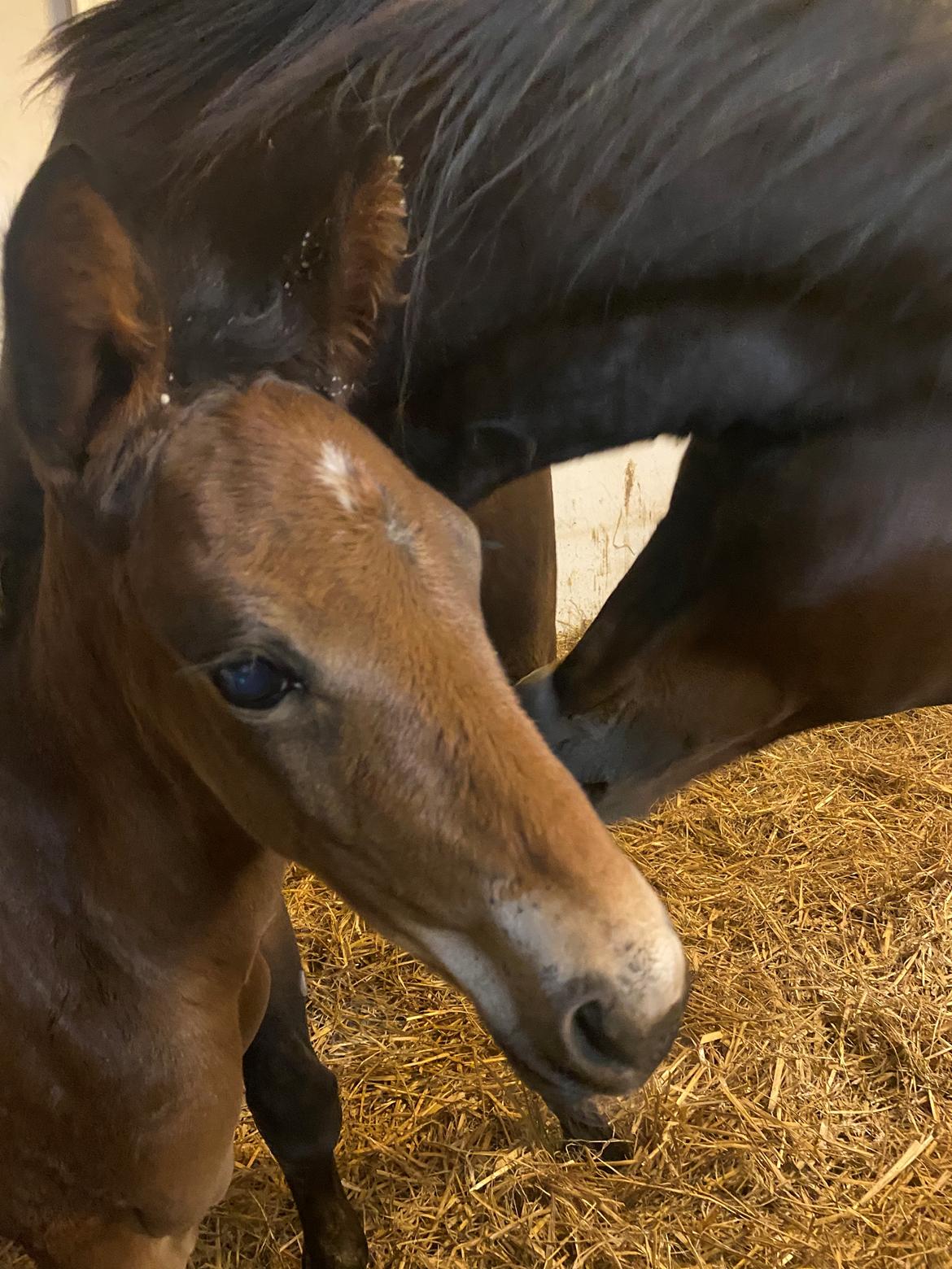 Traver LuciferMorningstar billede 2