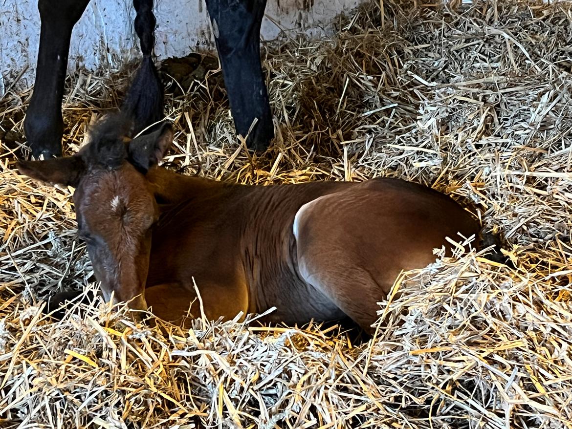 Traver LuciferMorningstar billede 3