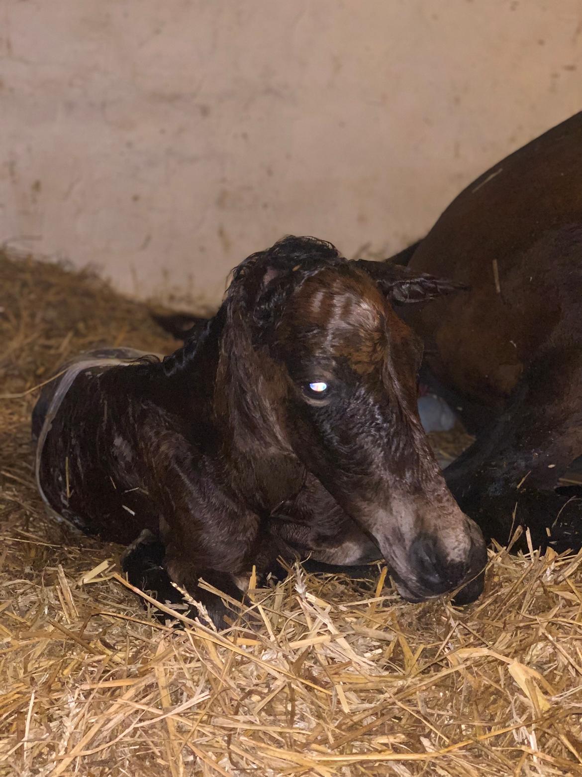 Traver LuciferMorningstar billede 4