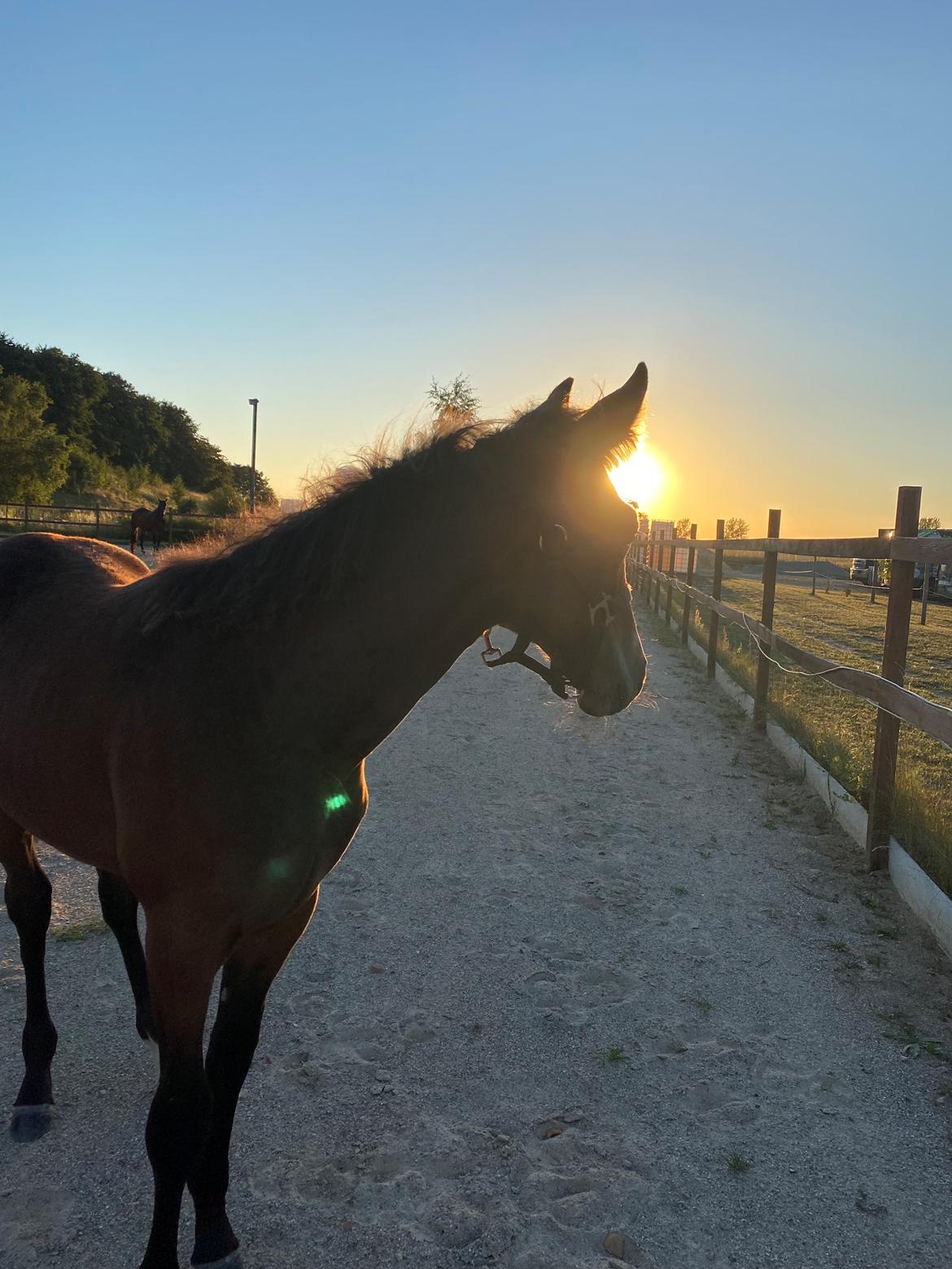 Traver LuciferMorningstar billede 5