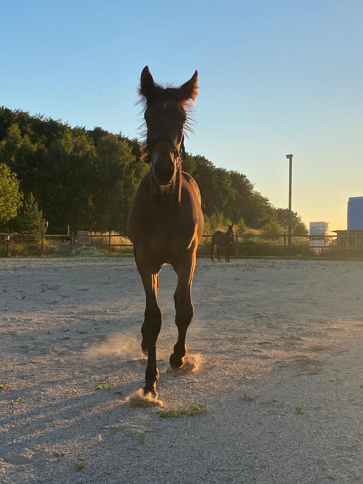 Traver LuciferMorningstar billede 8