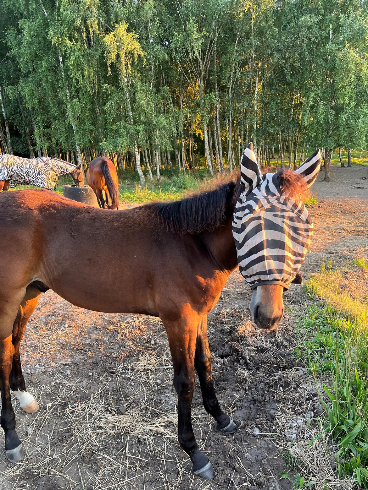 Traver LuciferMorningstar billede 7