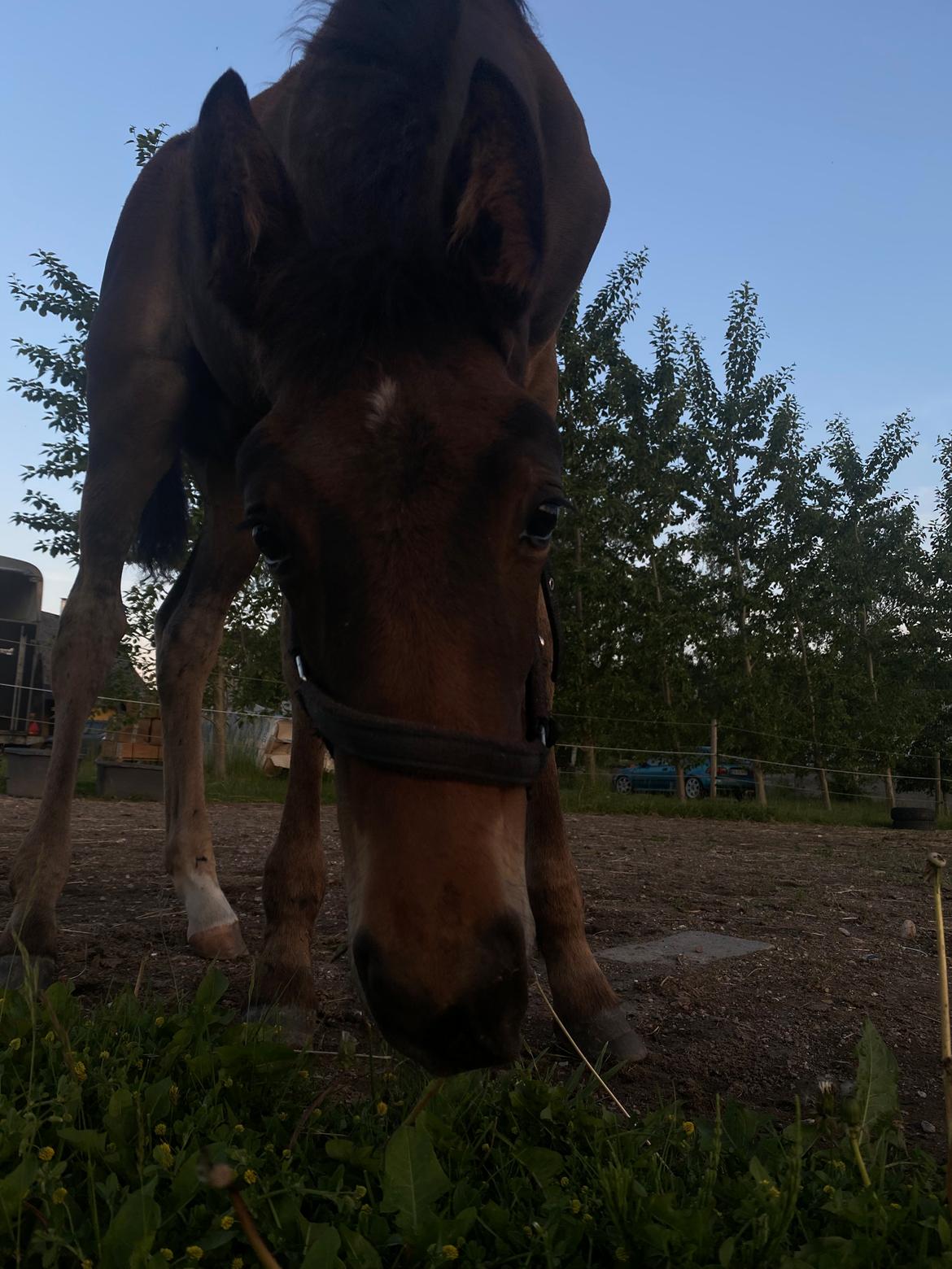 Traver LuciferMorningstar billede 9