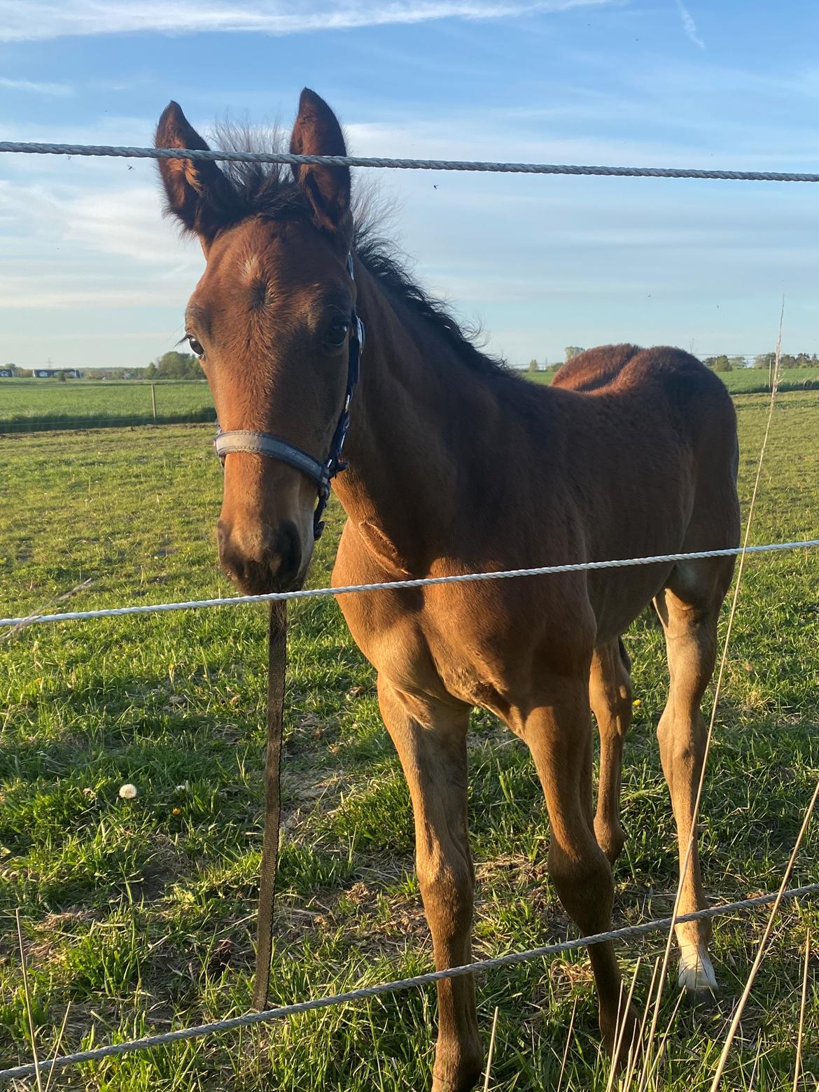 Traver LuciferMorningstar billede 10