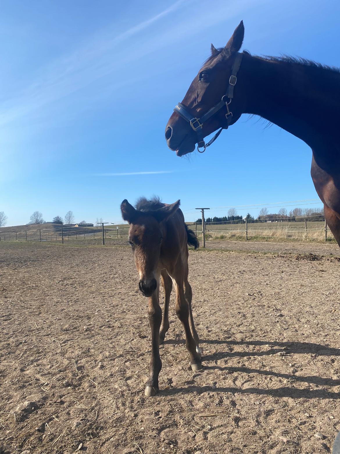 Traver LuciferMorningstar billede 11