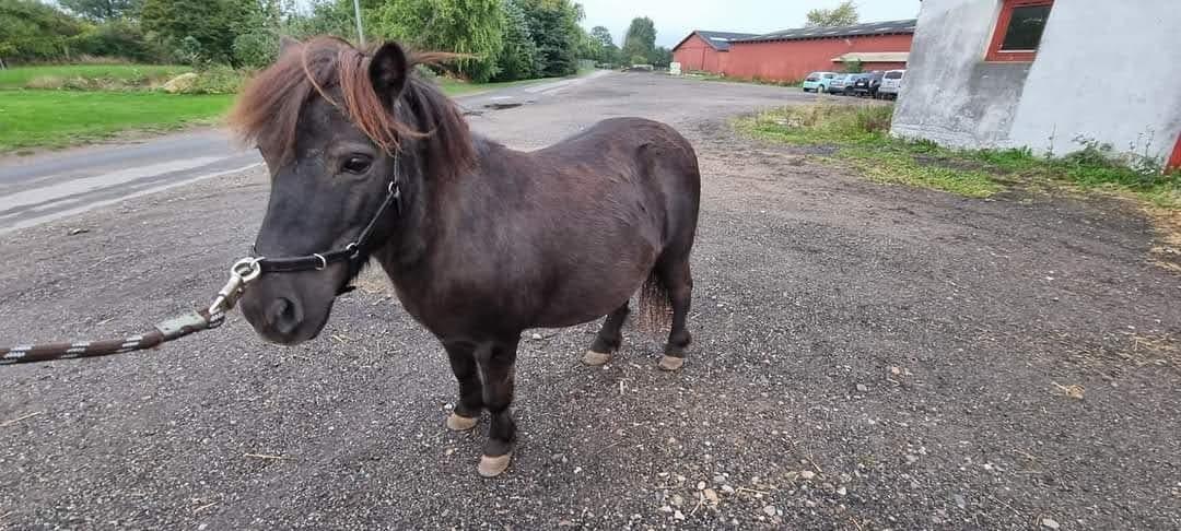 Anden særlig race I Luna billede 2