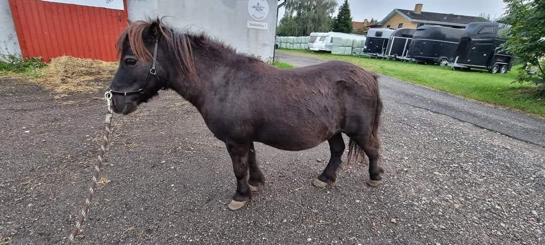 Anden særlig race I Luna billede 1