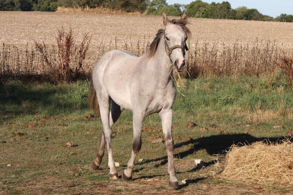 Welsh Partbred (Sec F) Bella billede 1