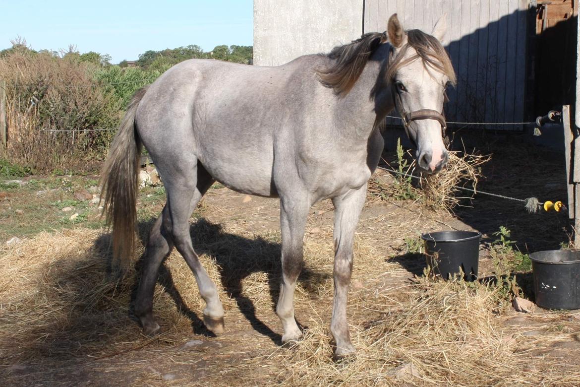 Welsh Partbred (Sec F) Bella billede 3