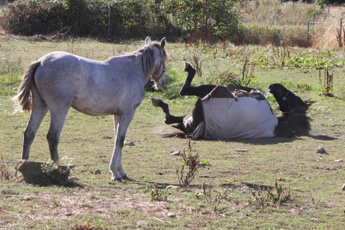 Welsh Partbred (Sec F) Bella billede 4