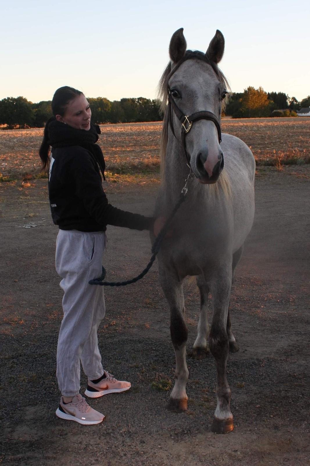 Welsh Partbred (Sec F) Bella billede 5