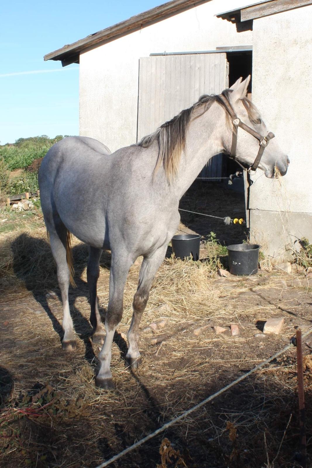 Welsh Partbred (Sec F) Bella billede 2