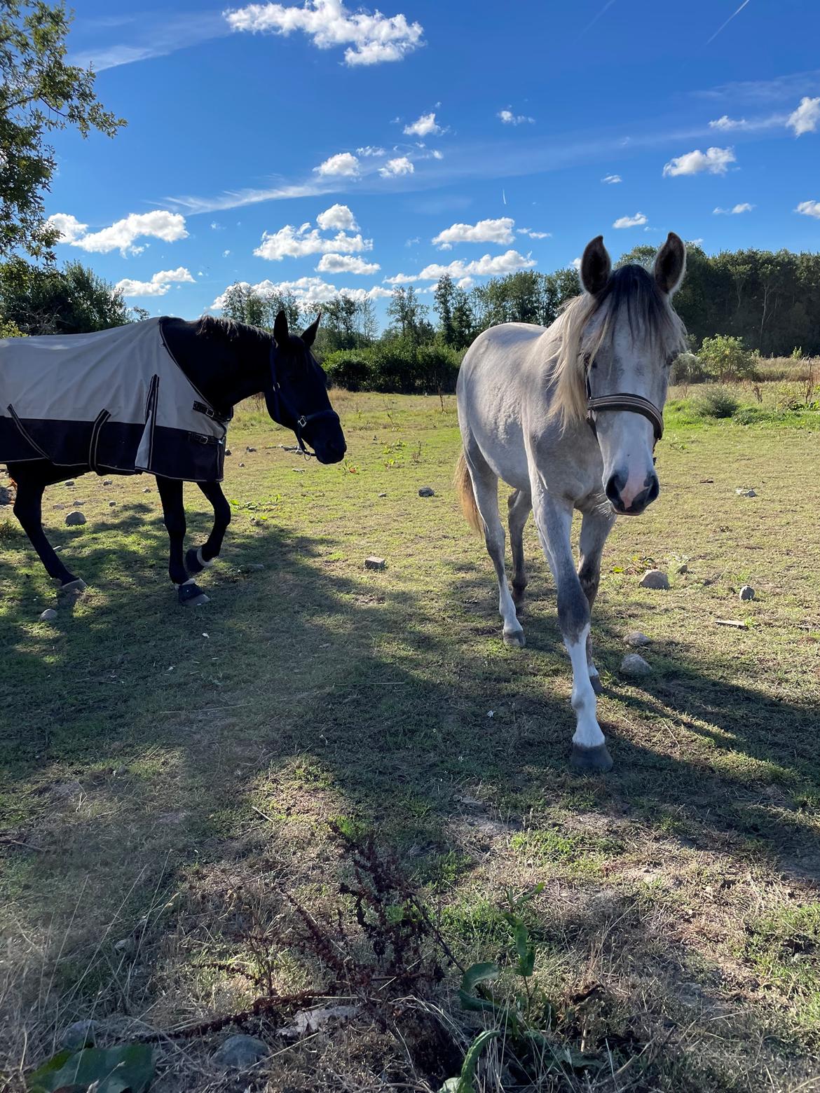 Welsh Partbred (Sec F) Bella billede 7