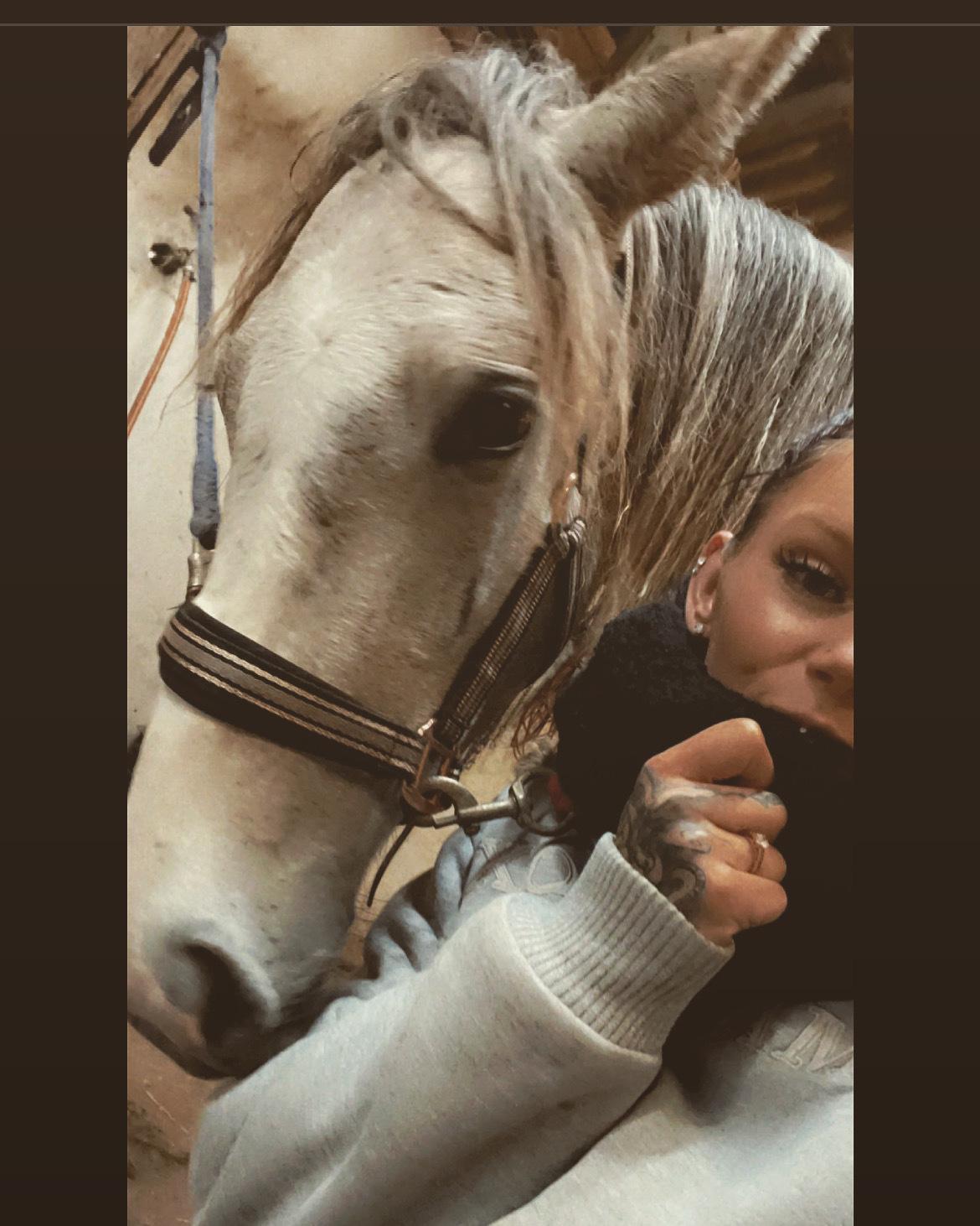 Welsh Partbred (Sec F) Bella billede 9