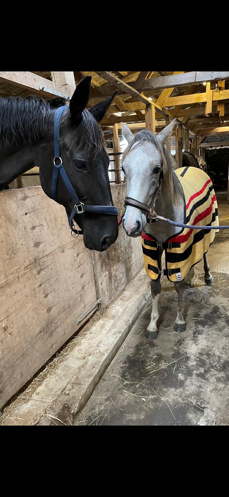 Welsh Partbred (Sec F) Bella billede 10