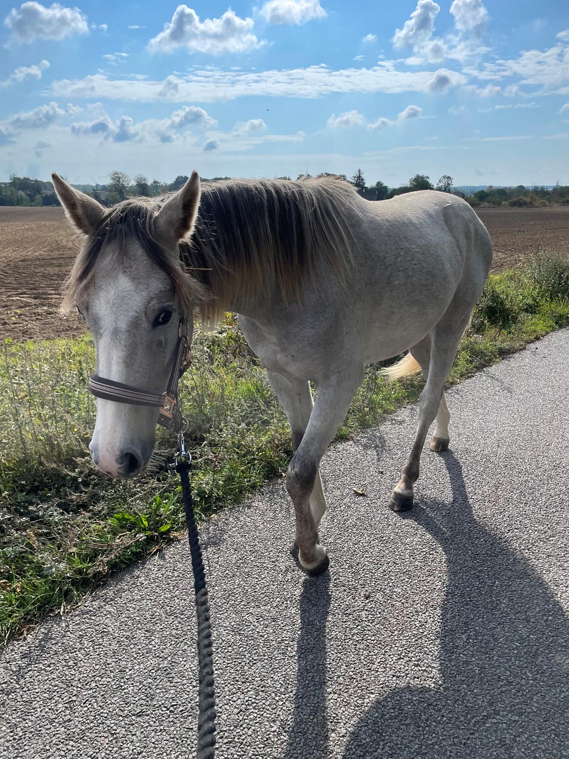 Welsh Partbred (Sec F) Bella billede 11