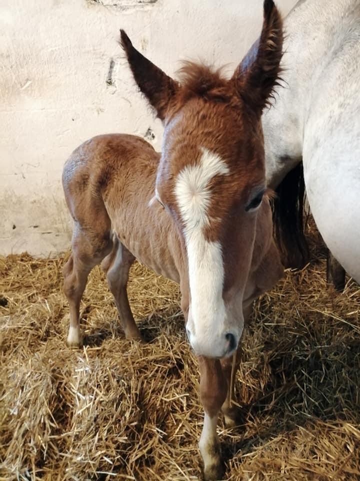 Welsh Partbred (Sec F) Bella billede 12