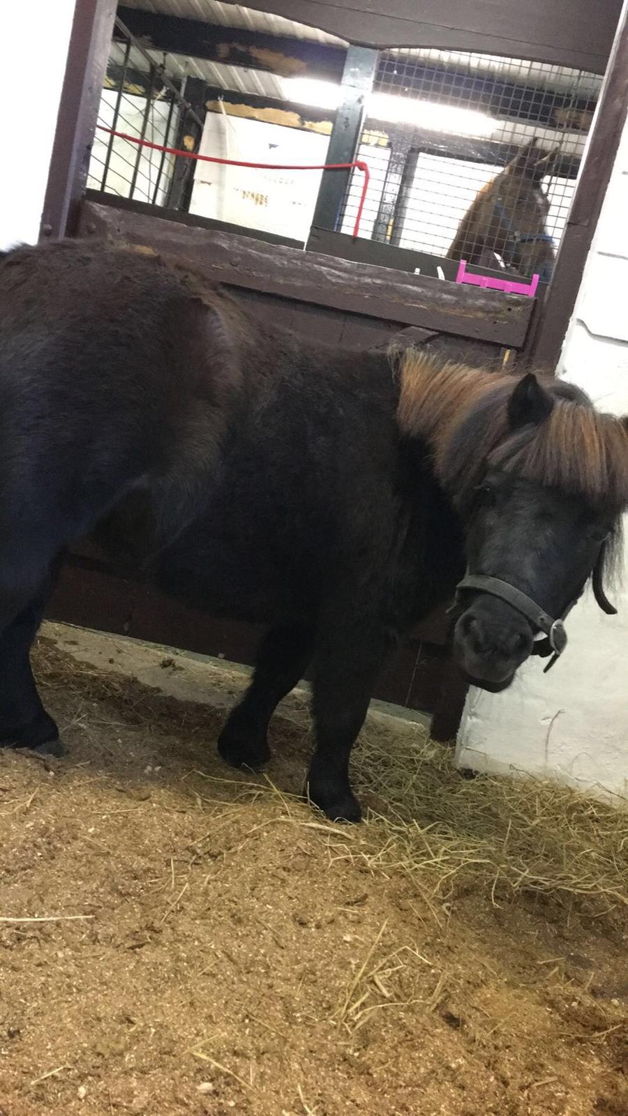 Shetlænder Thea billede 19